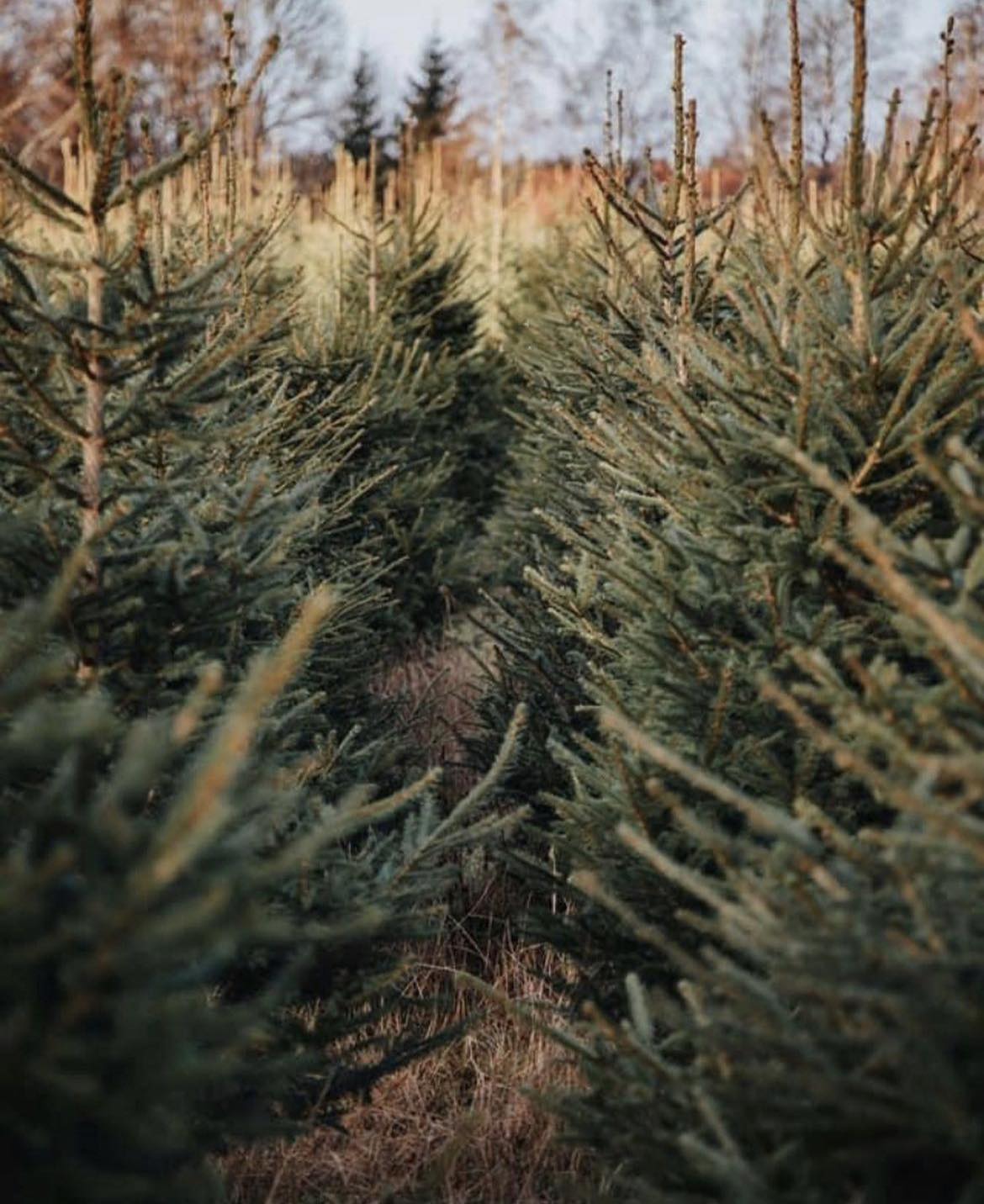Självplock Julgranar