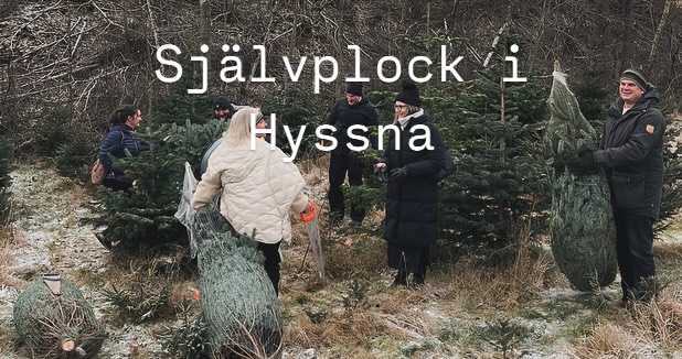 Självplock av julgranar i Hyssna
