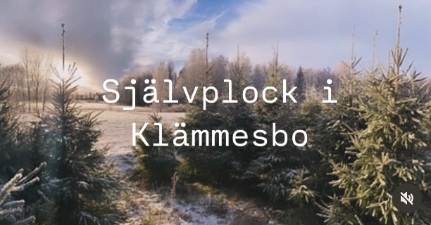 Självplock av julgrana i Klämmesbo